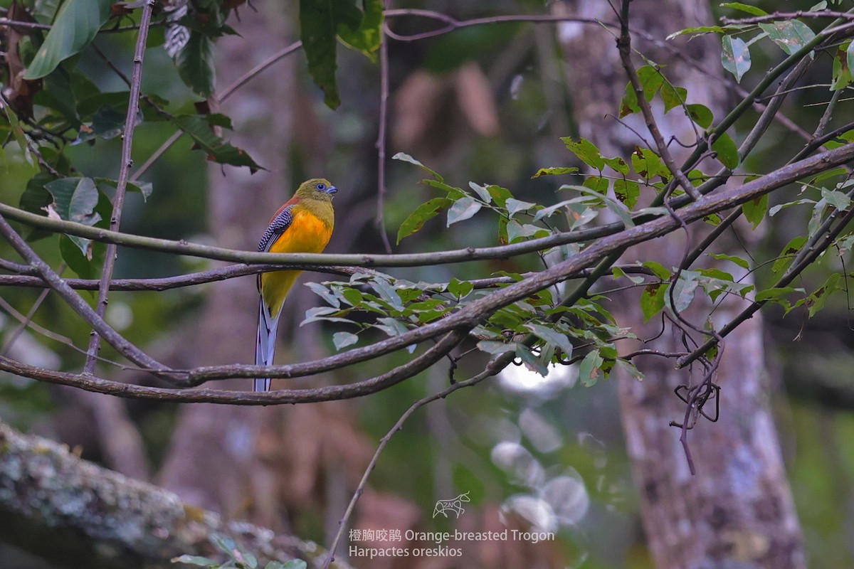 Orange-breasted Trogon - Zhen niu