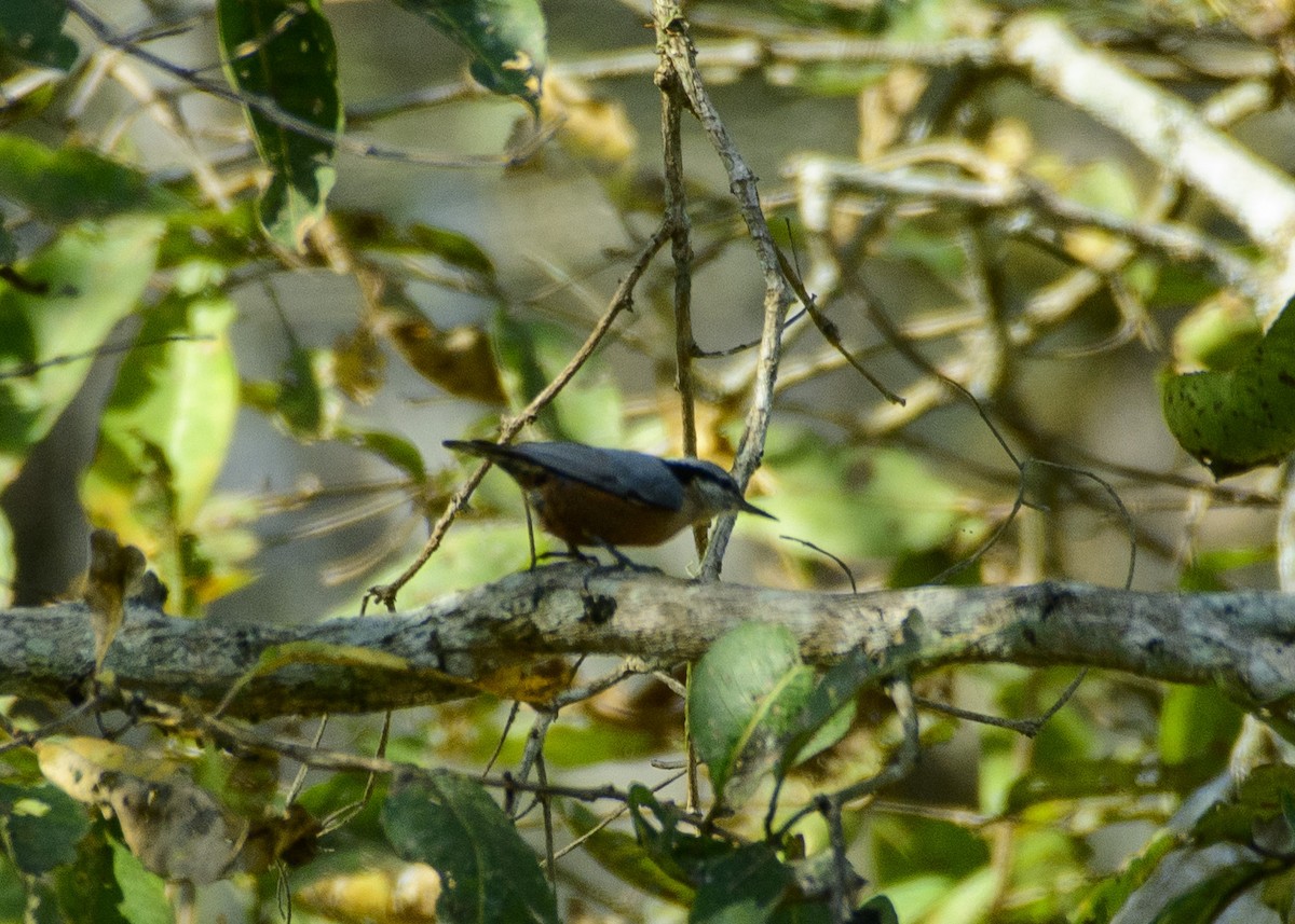 チャバラゴジュウカラ - ML614184626