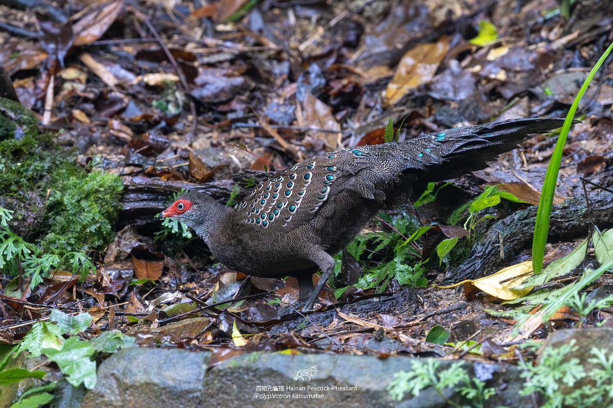 Hainan Peacock-Pheasant - Zhen niu