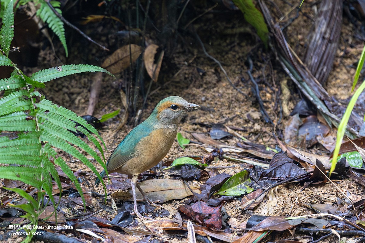 Blue-rumped Pitta - Zhen niu