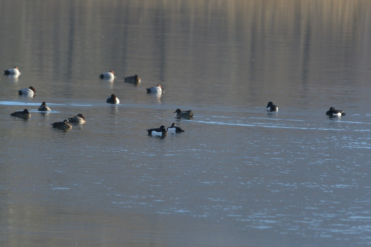 Green-winged Teal - ML614184661