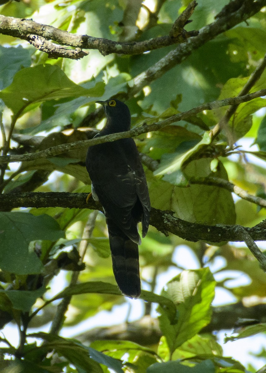 Large Hawk-Cuckoo - Sujeesh P