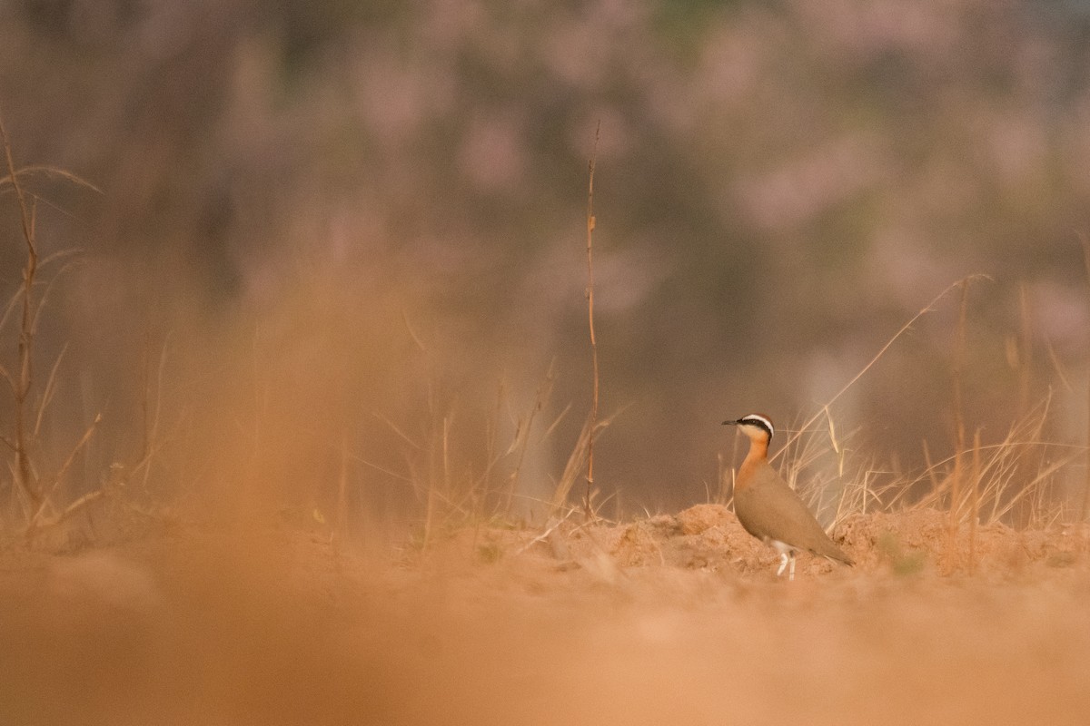 Koromandelrennvogel - ML614184682