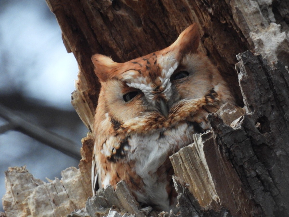 Eastern Screech-Owl - ML614184725