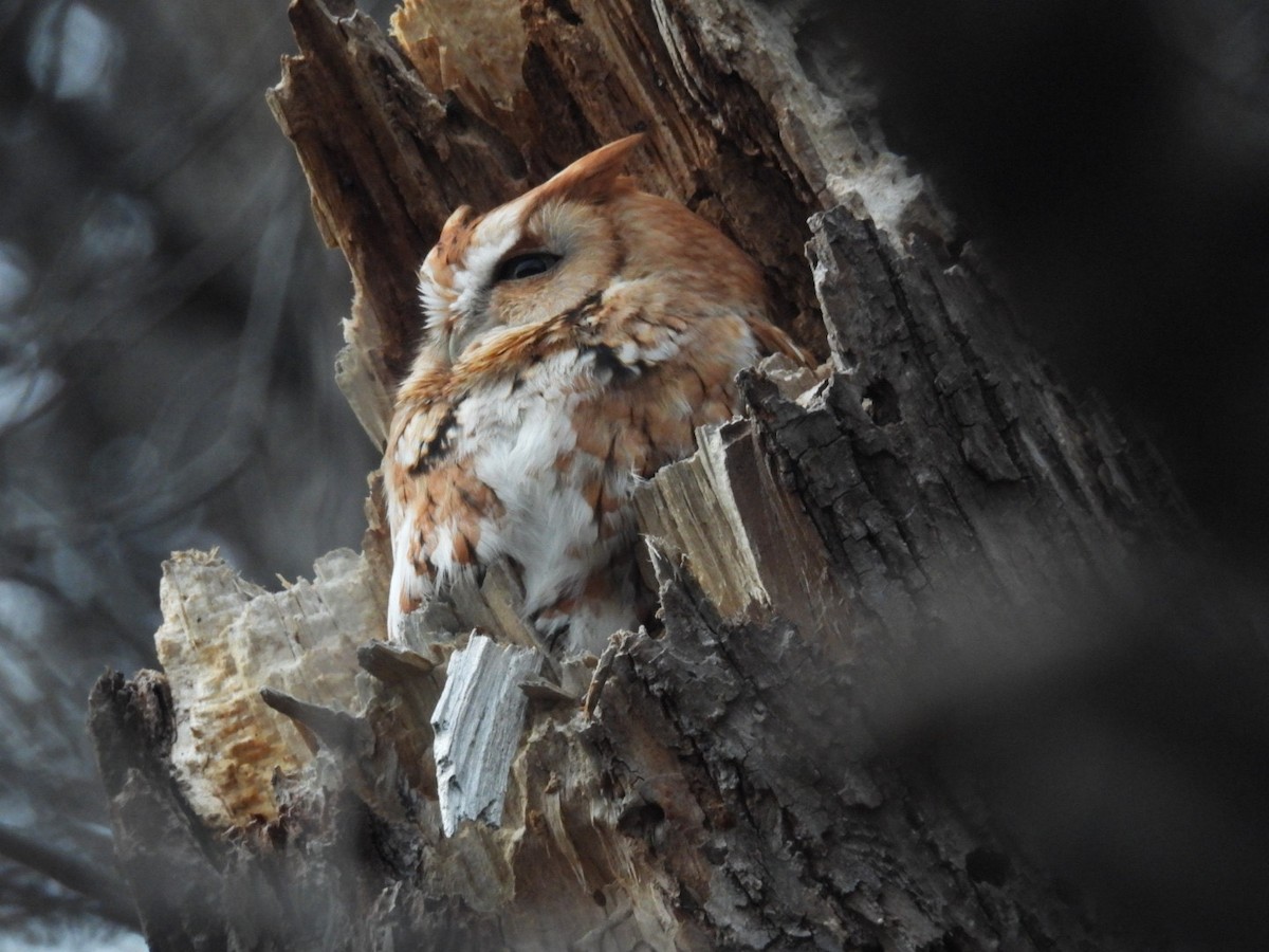 Eastern Screech-Owl - ML614184727