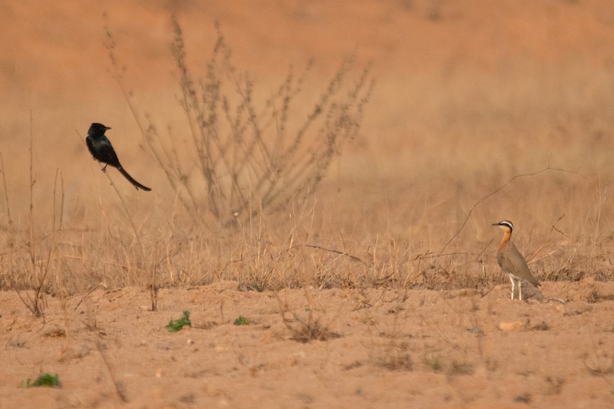 Indian Courser - ML614184753