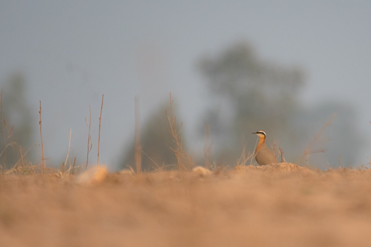 Indian Courser - ML614184754