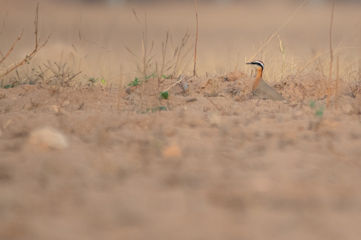 Indian Courser - ML614184755