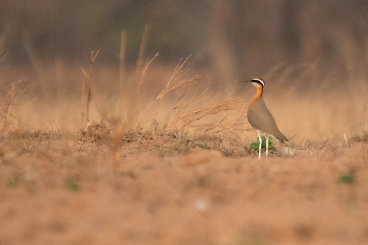 Indian Courser - ML614184783