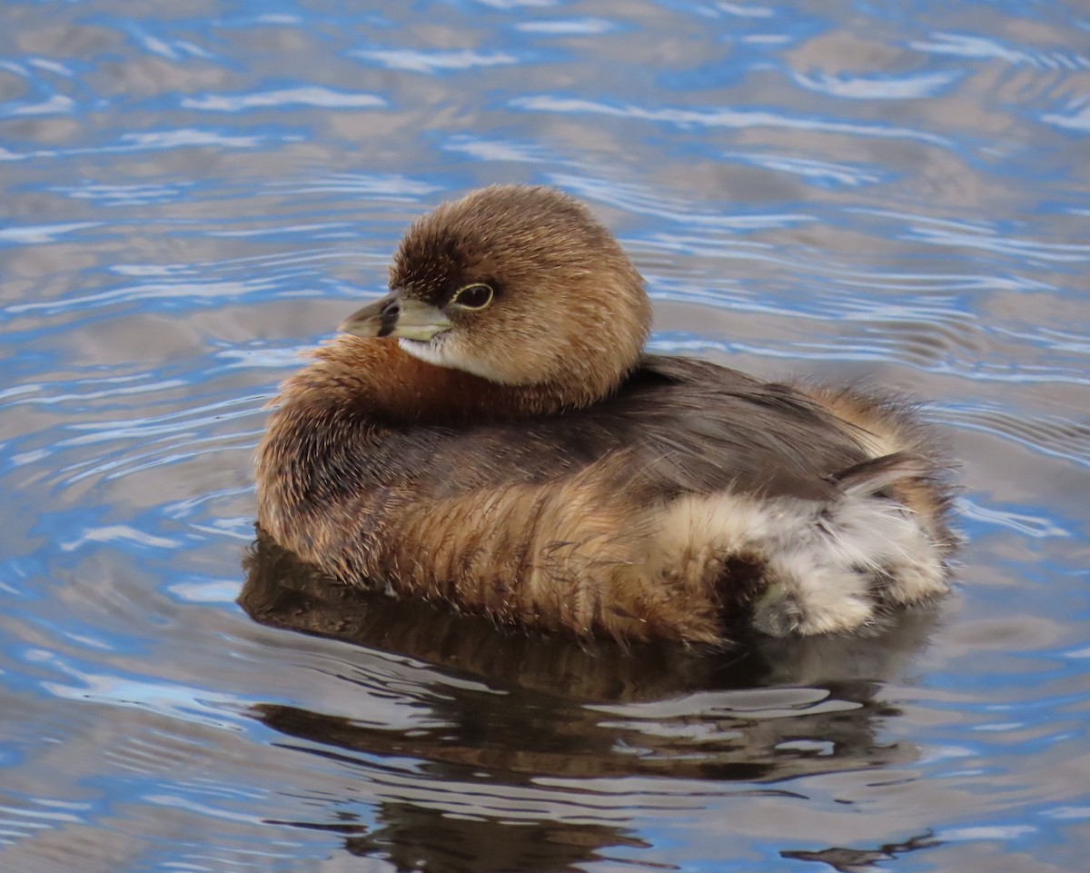 Pied-billed Grebe - Laurie Witkin