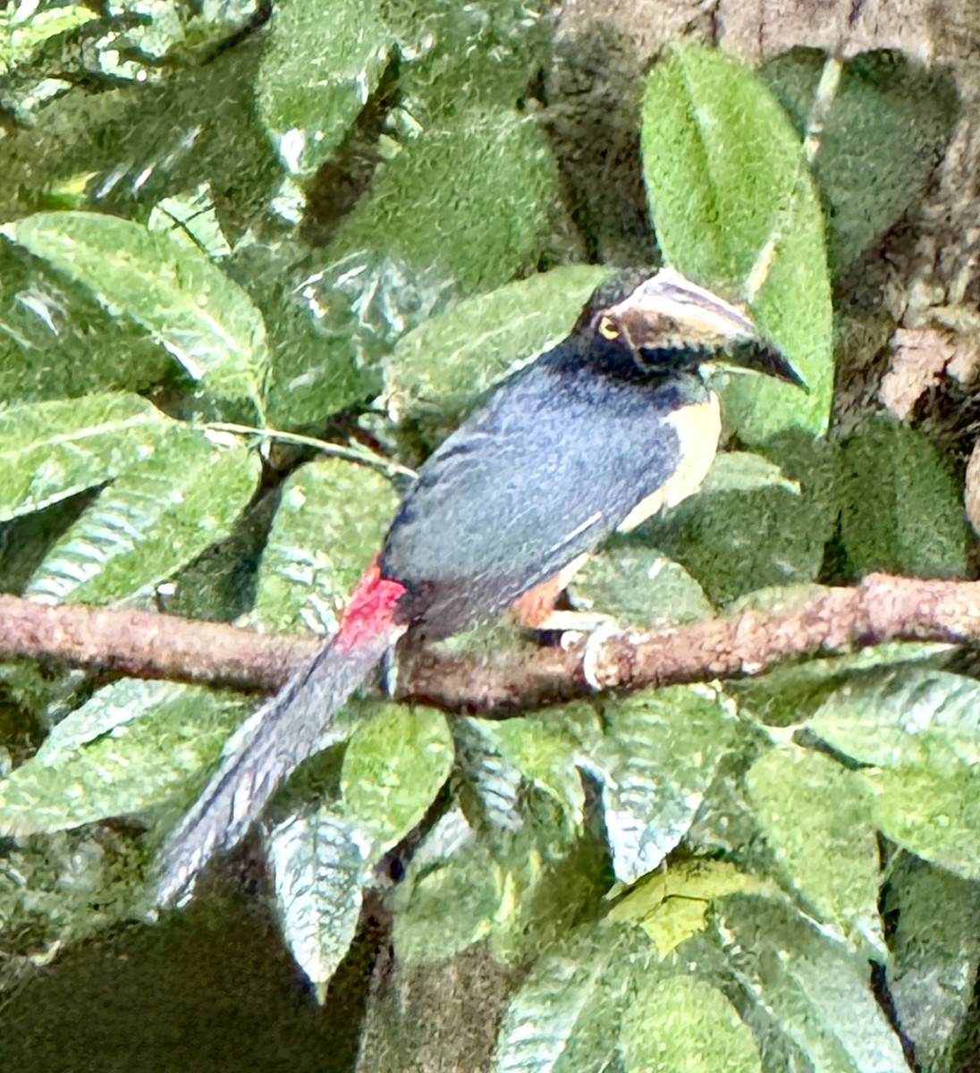 Collared Aracari - ML614184788