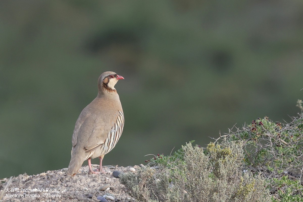 Przewalskisteinhuhn - ML614184809