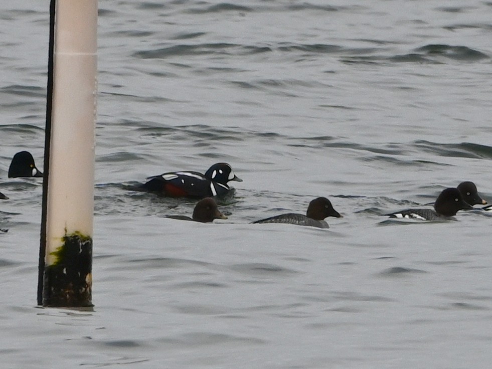 Harlequin Duck - ML614184811