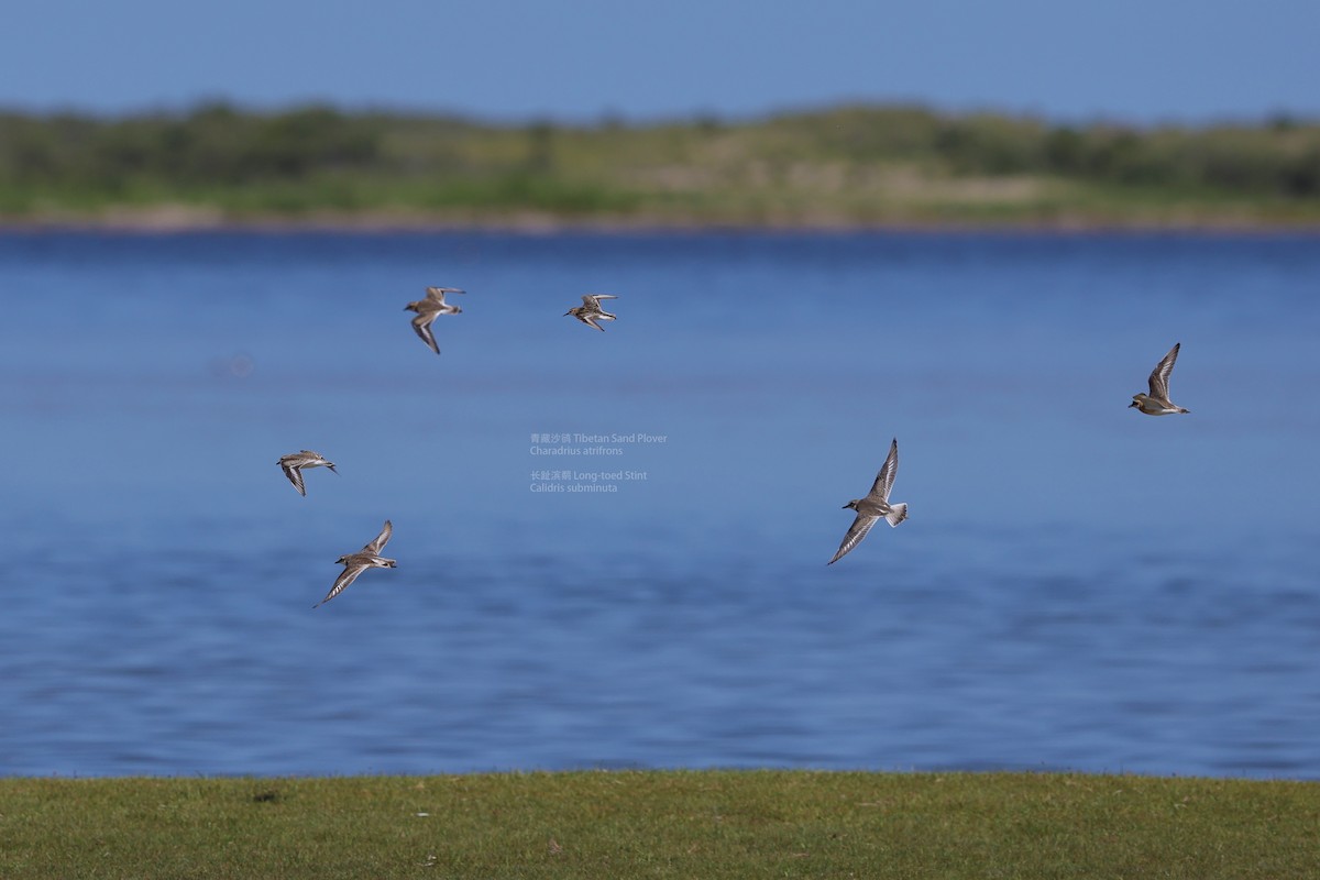 Tibetan Sand-Plover - Zhen niu