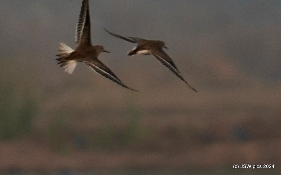 Temminck's Stint - ML614184867