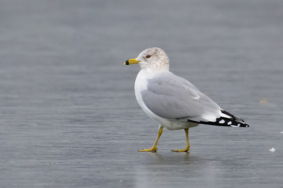 Ring-billed Gull - ML614184917