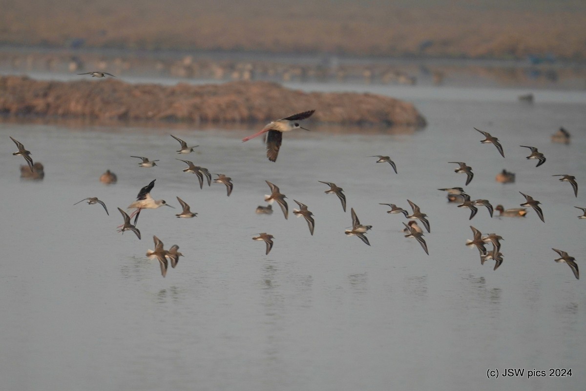 Temminck's Stint - ML614184940