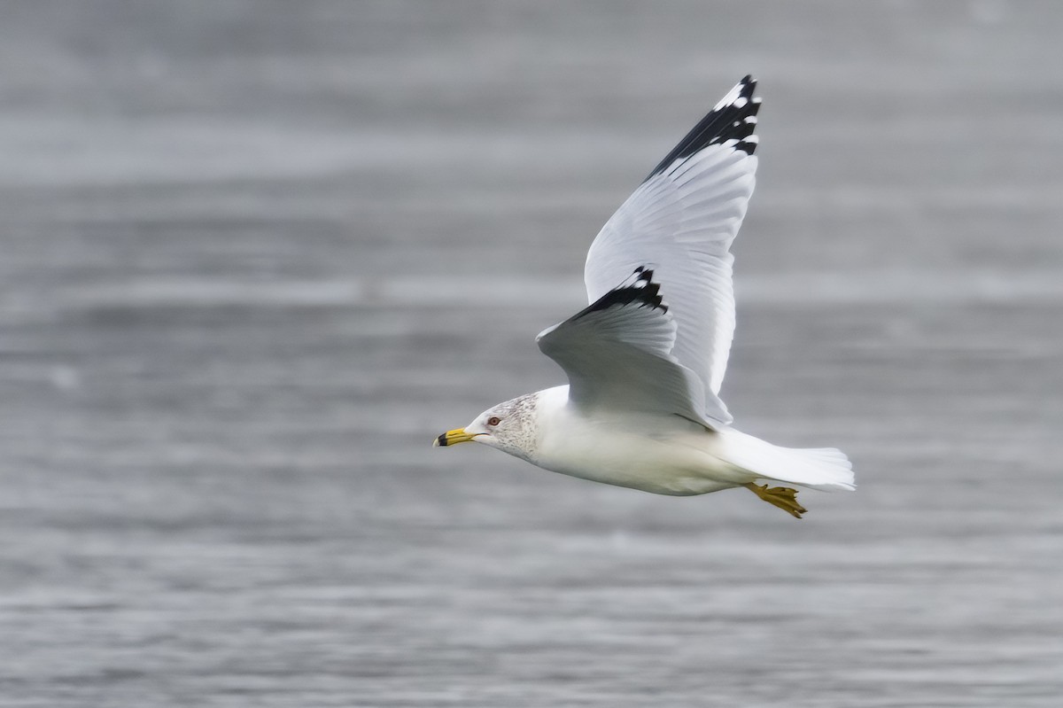 Ring-billed Gull - ML614184947