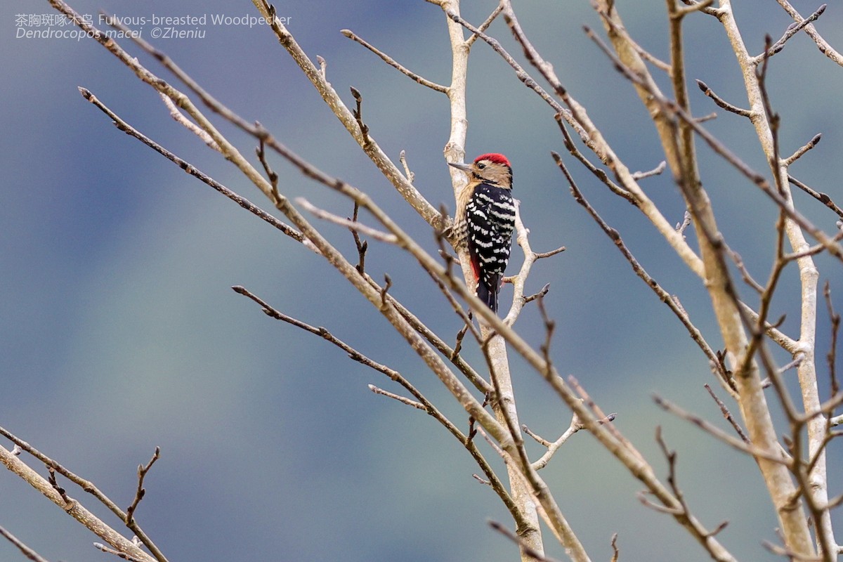 Fulvous-breasted Woodpecker - Zhen niu