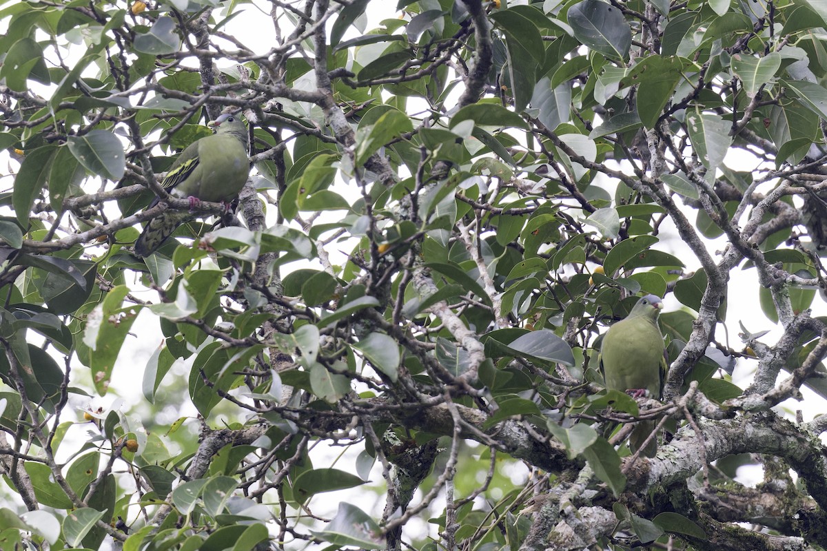 Thick-billed Green-Pigeon (Thick-billed) - ML614184963