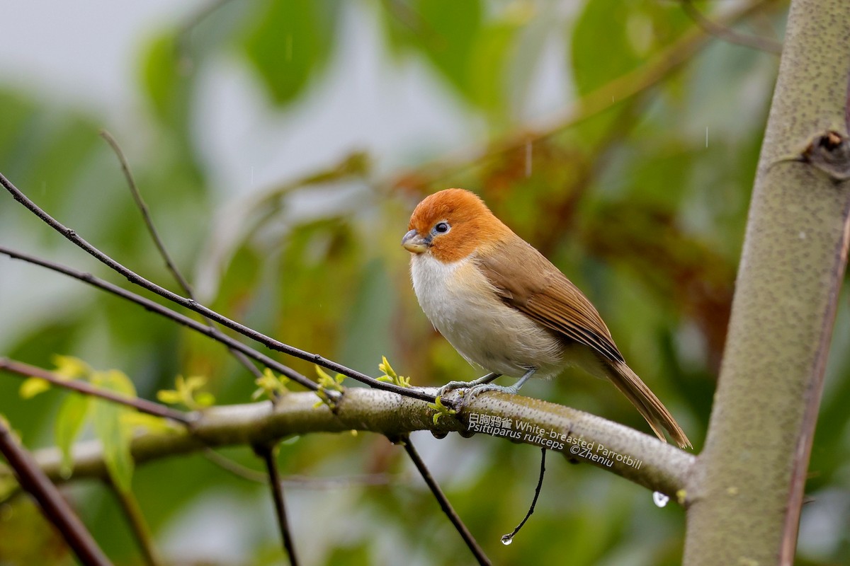 White-breasted Parrotbill - Zhen niu