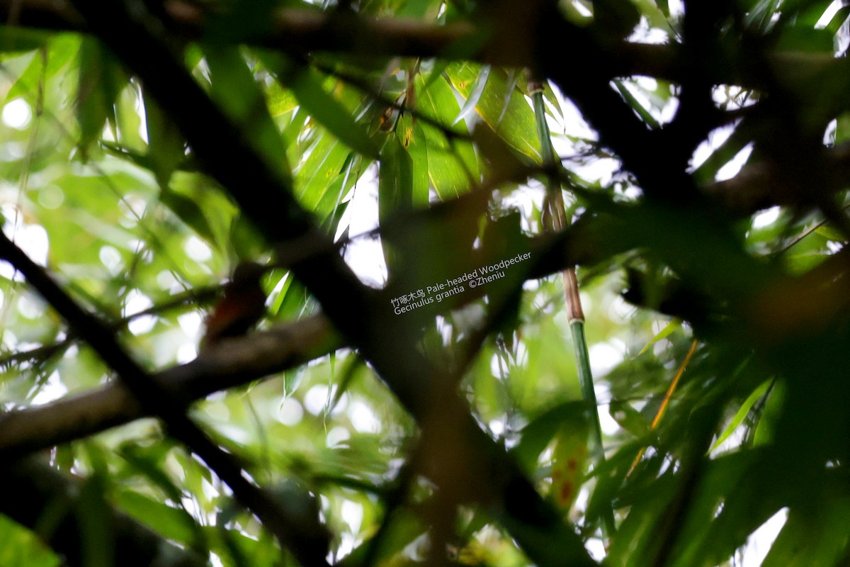 Kızıl Sırtlı Bambu Ağaçkakanı - ML614184984