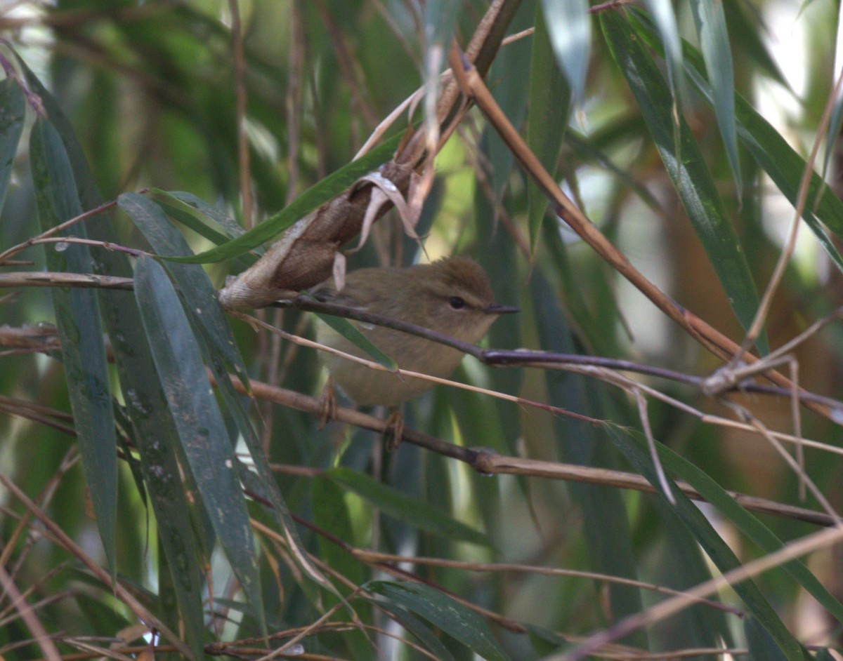 Hume's Bush Warbler - ML614185010