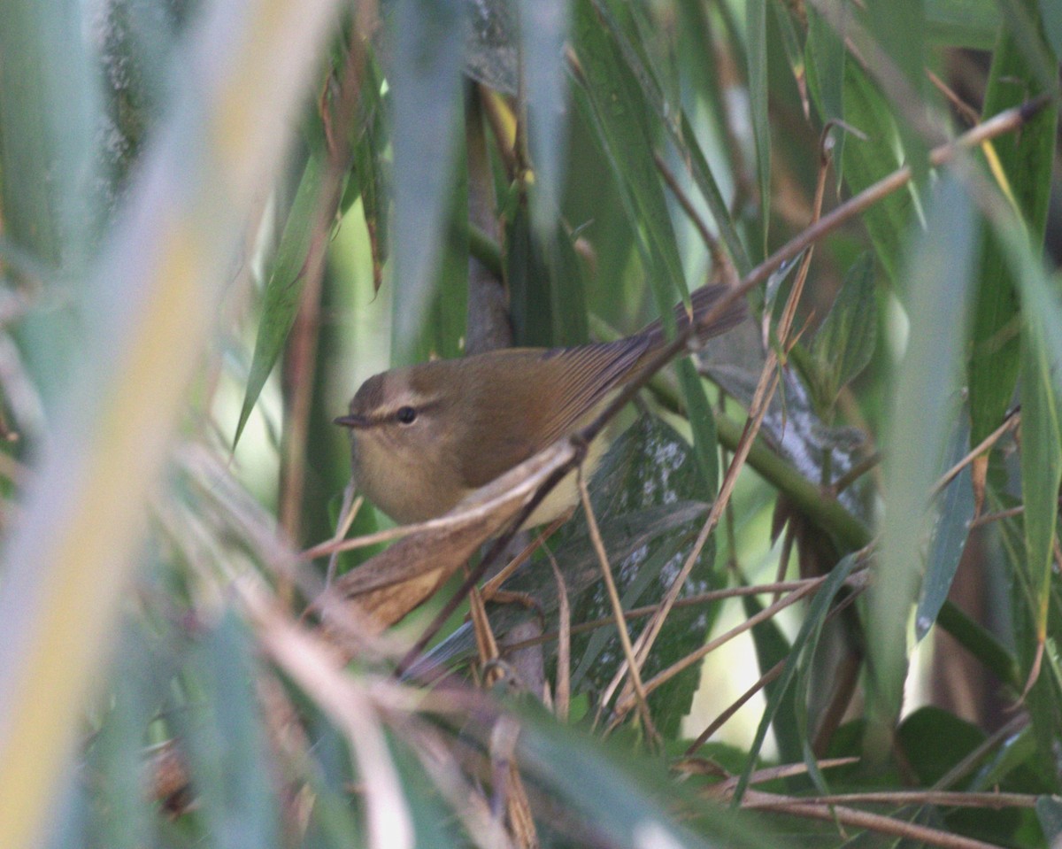 Hume's Bush Warbler - ML614185019