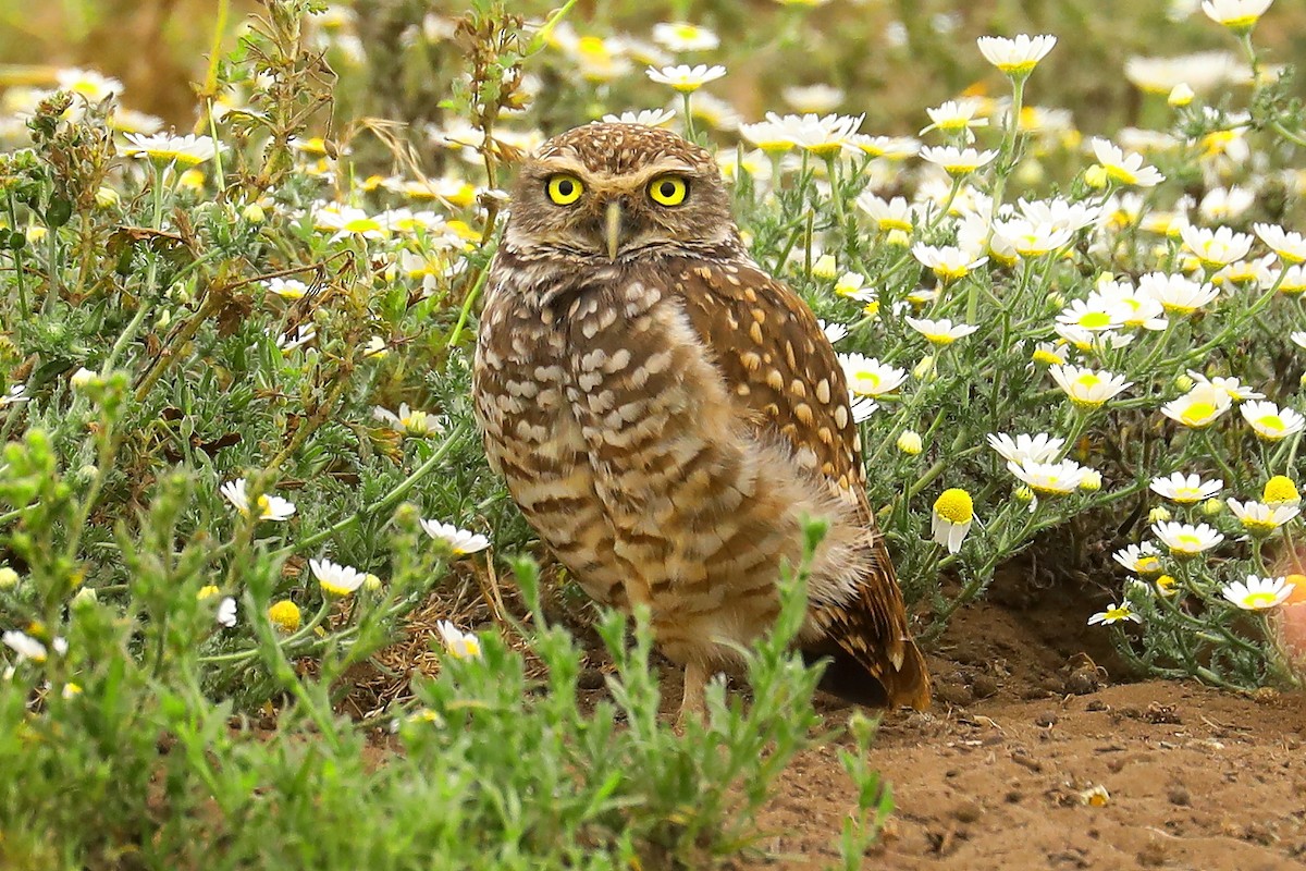 Burrowing Owl - ML614185022