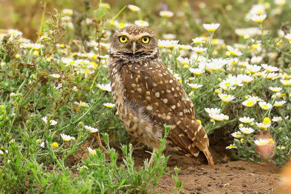 Burrowing Owl - ML614185023