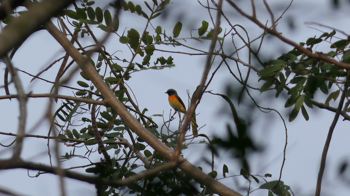 Small Minivet - ML614185048