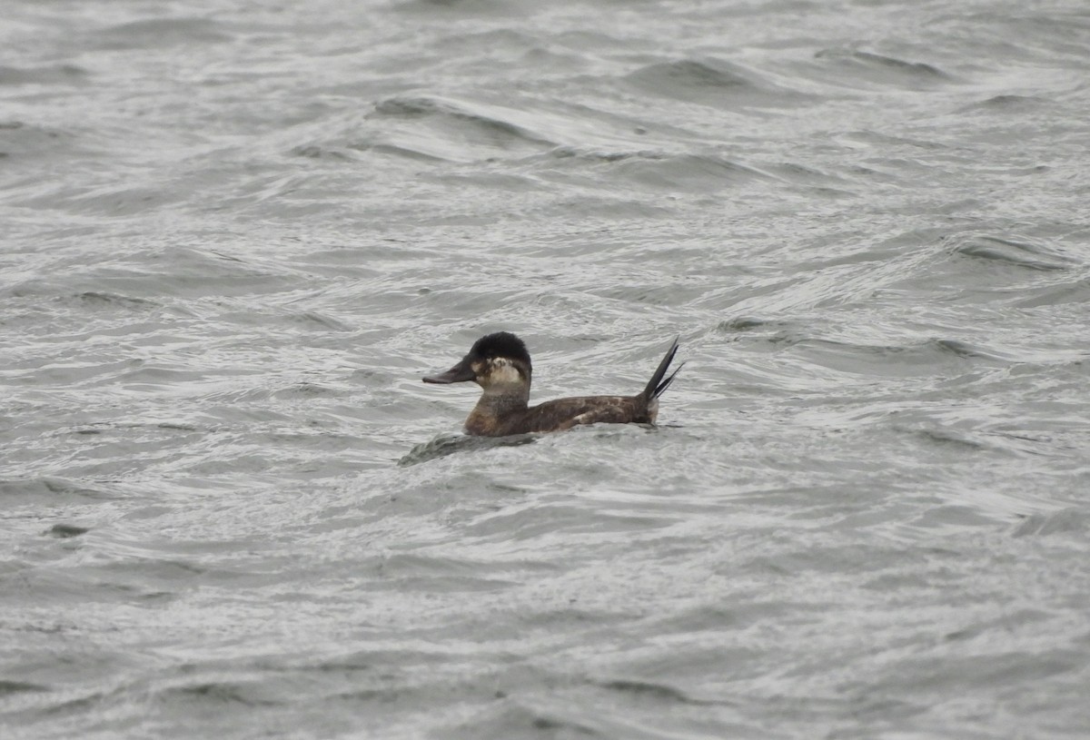 Ruddy Duck - ML614185050