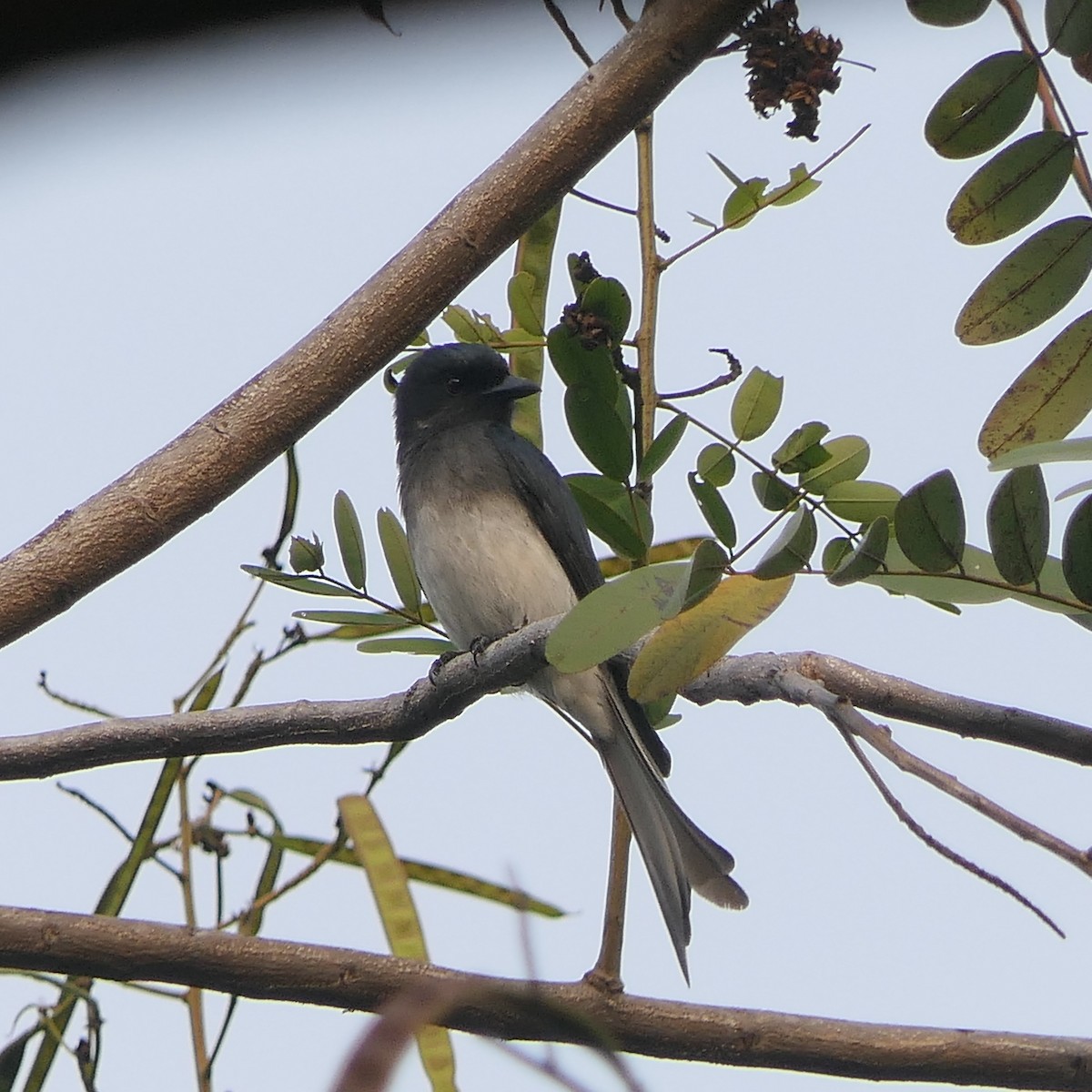 White-bellied Drongo - ML614185065