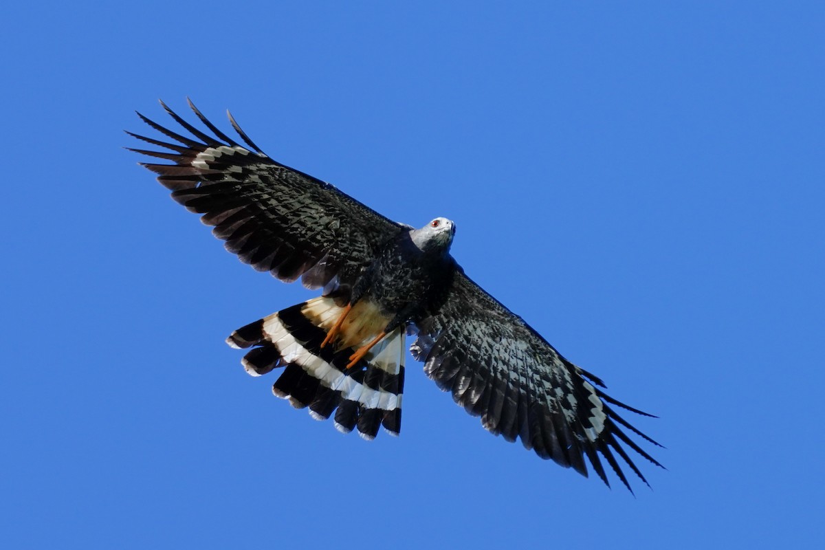 Crane Hawk - ML614185106