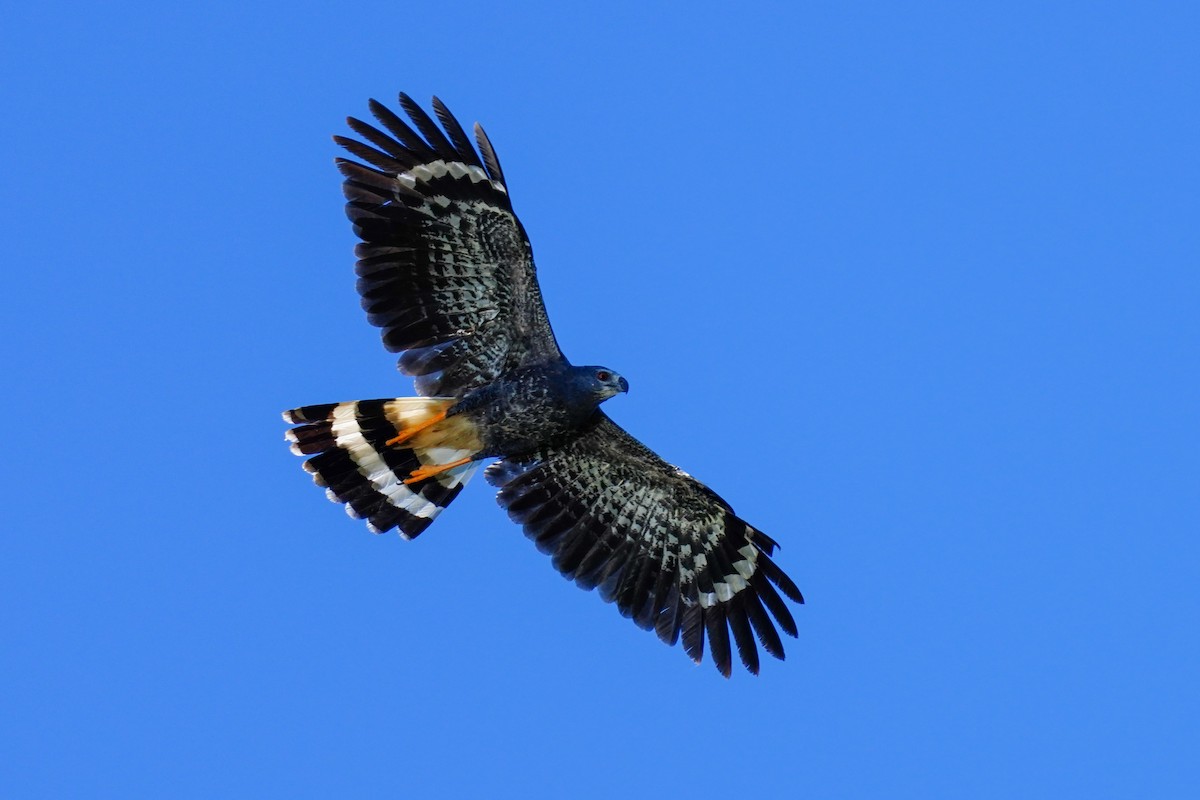 Crane Hawk - Gary Herritz