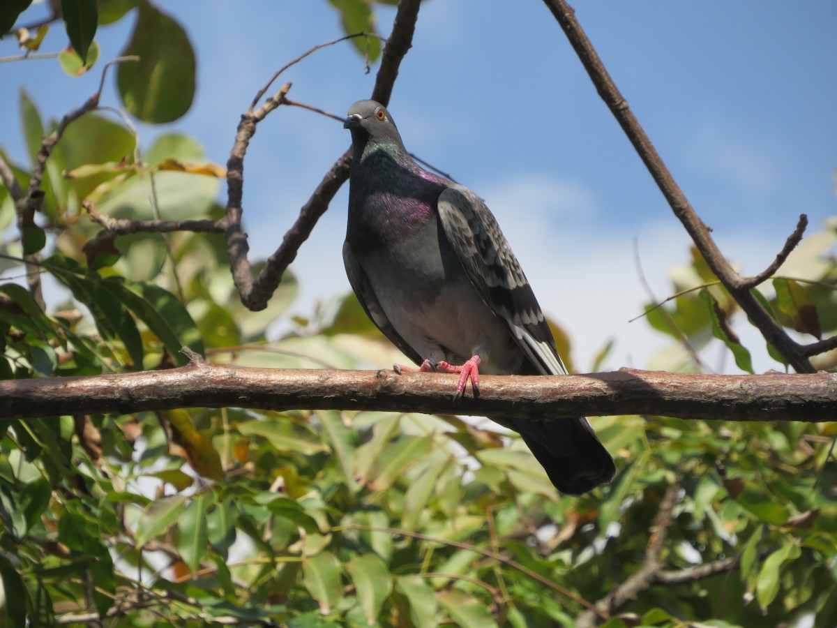 Rock Pigeon (Feral Pigeon) - ML614185263