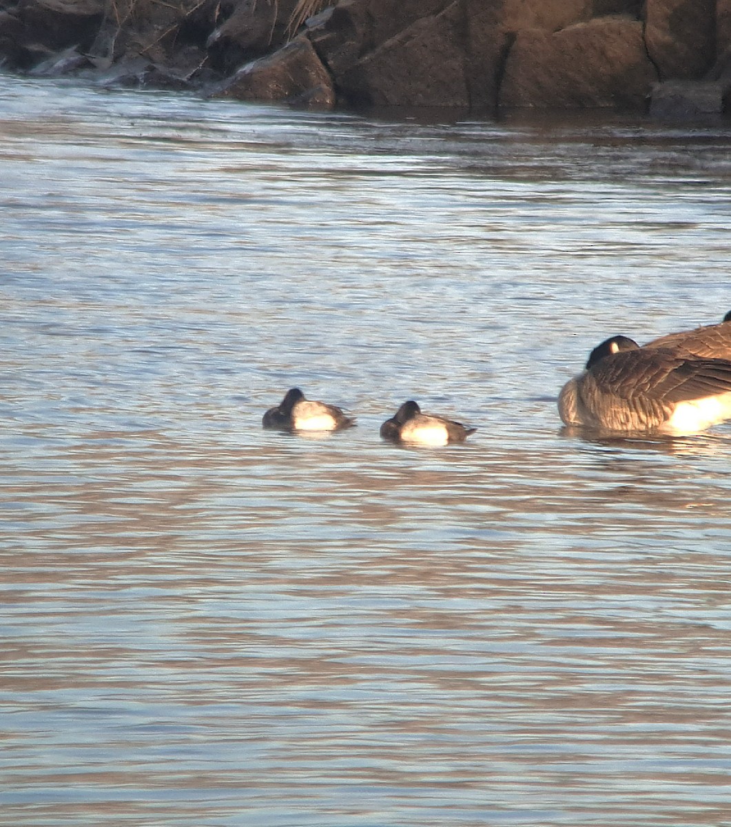 Lesser Scaup - ML614185296