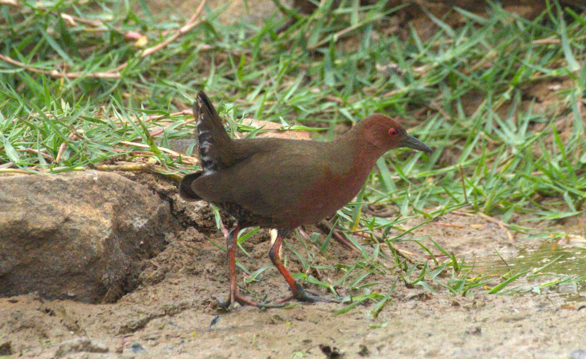 Ruddy-breasted Crake - ML614185357