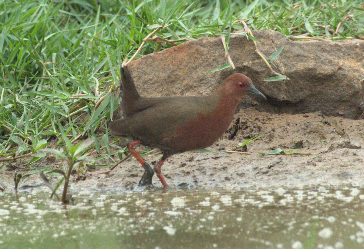 Ruddy-breasted Crake - ML614185358