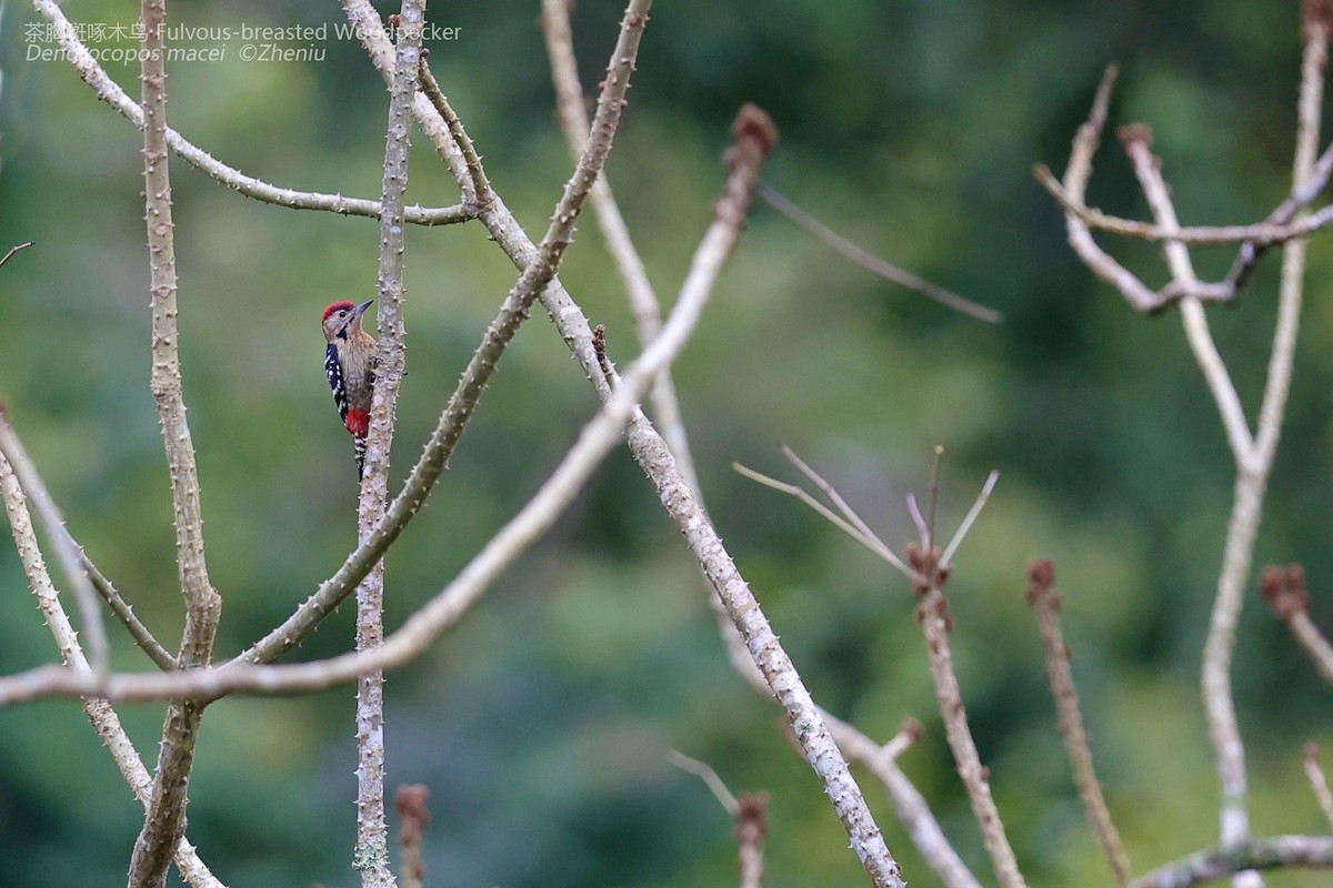 Fulvous-breasted Woodpecker - Zhen niu