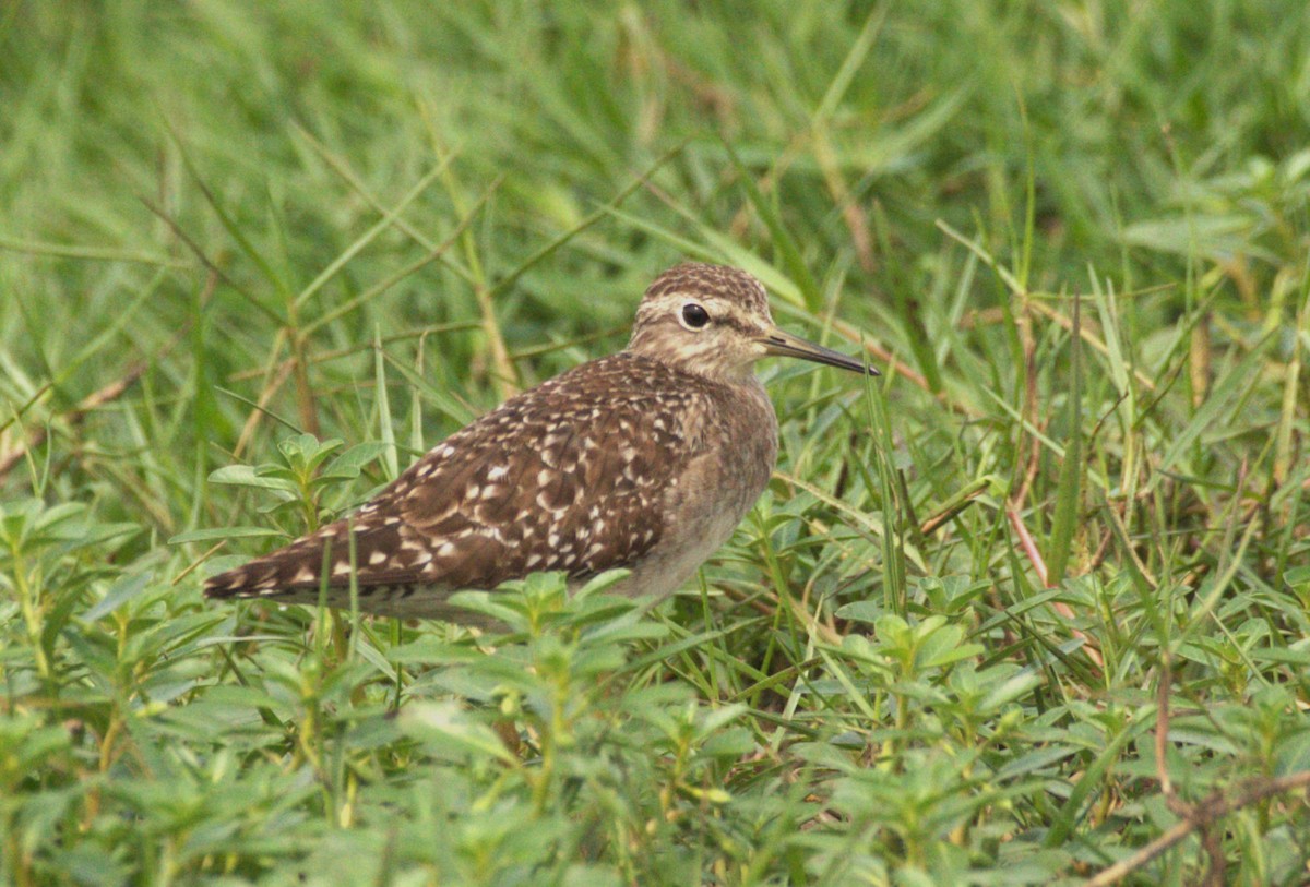 Wood Sandpiper - ML614185405