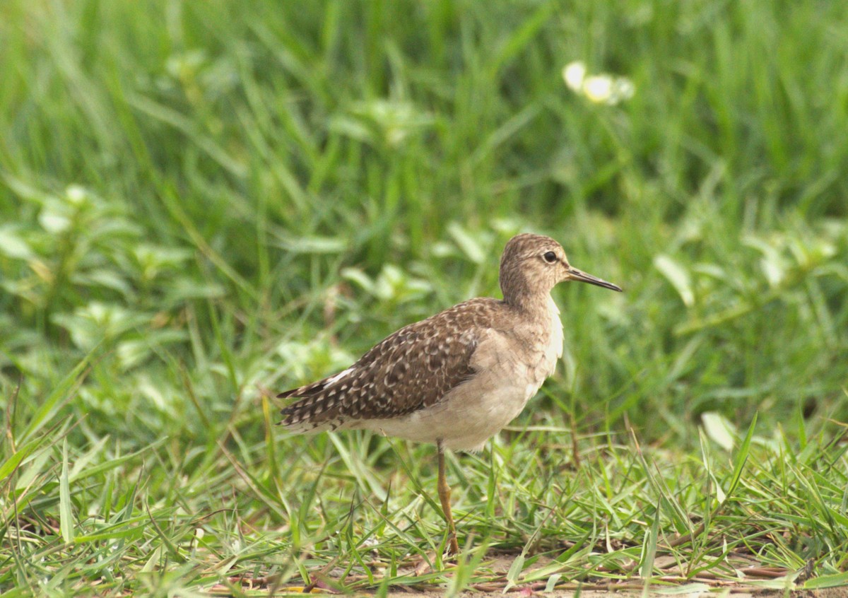 Wood Sandpiper - ML614185407