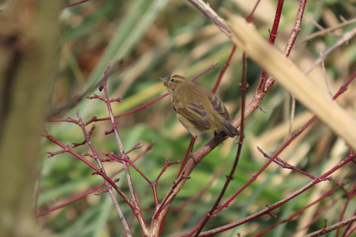 Common Chiffchaff - ML614185414