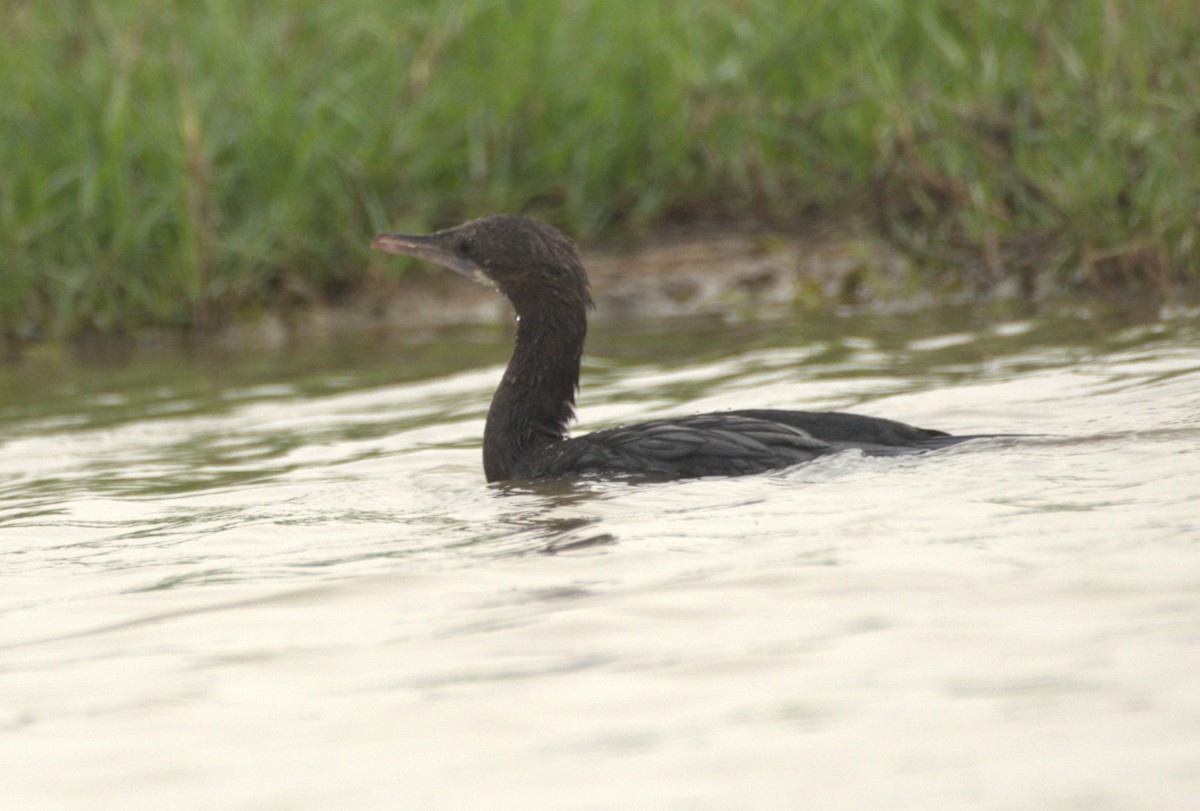 Little Cormorant - ML614185459