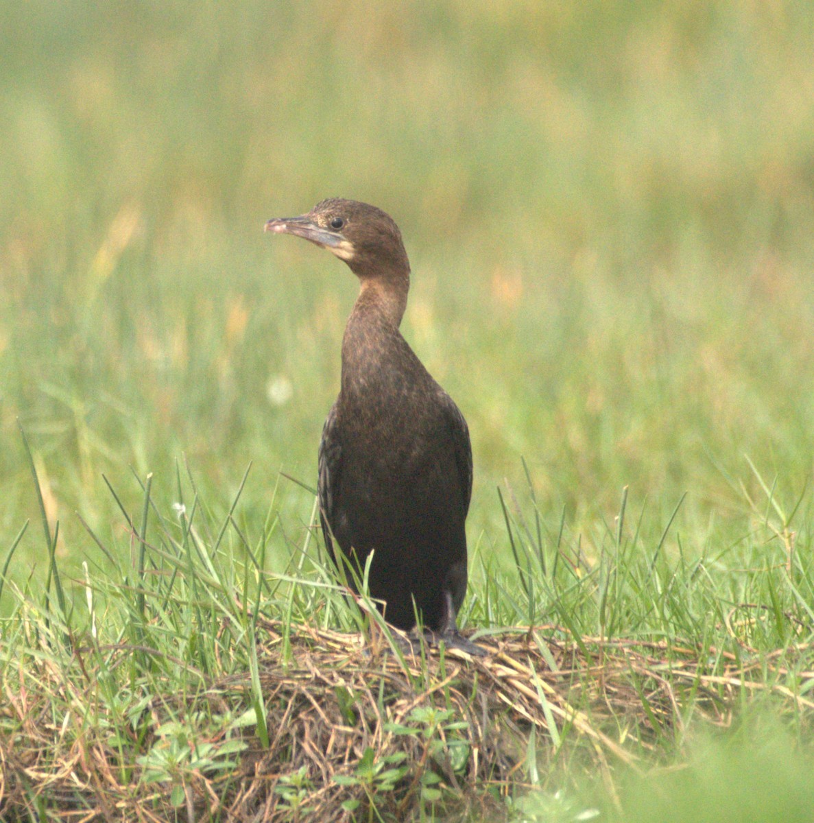 Cormorán de Java - ML614185460