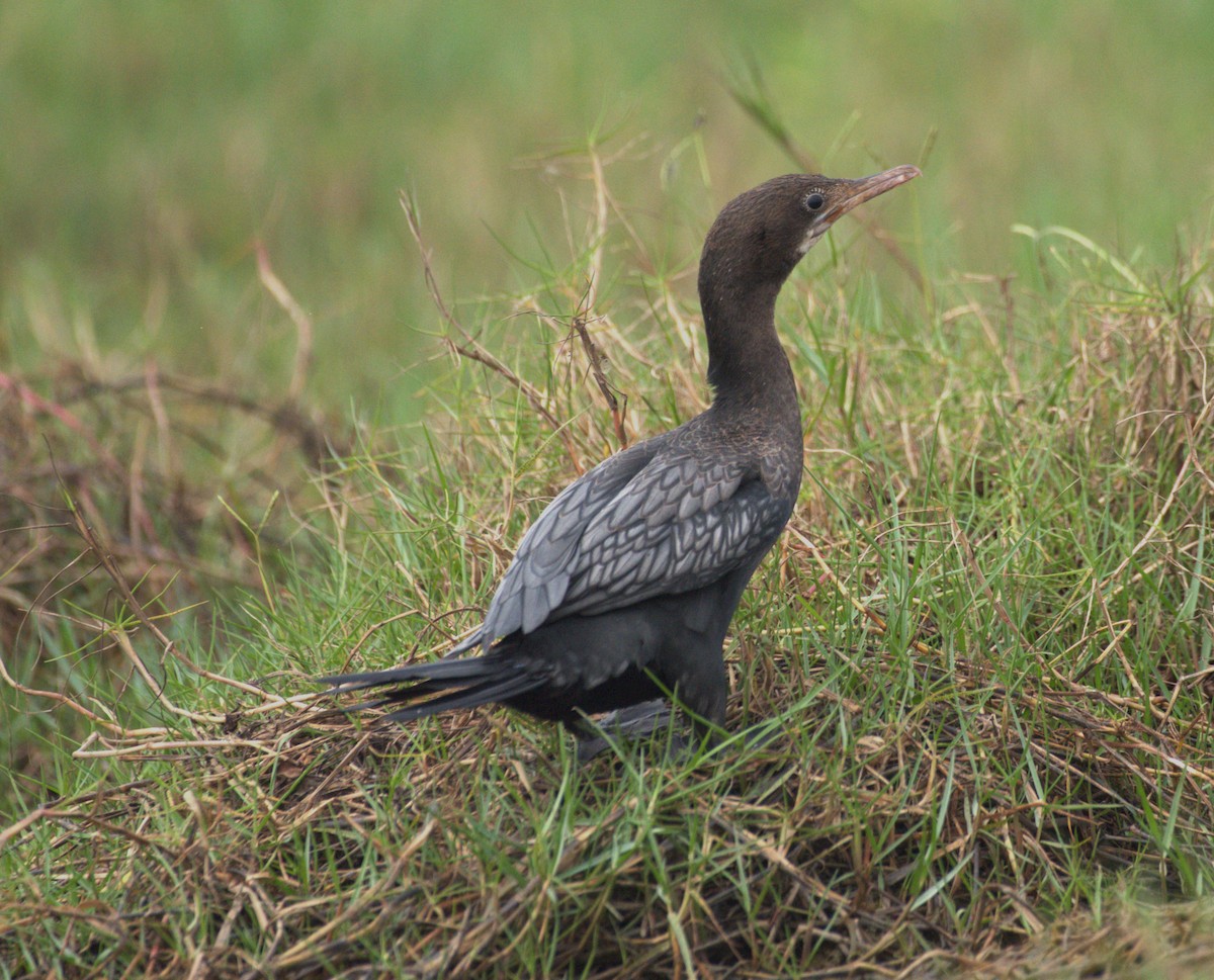 Little Cormorant - ML614185461