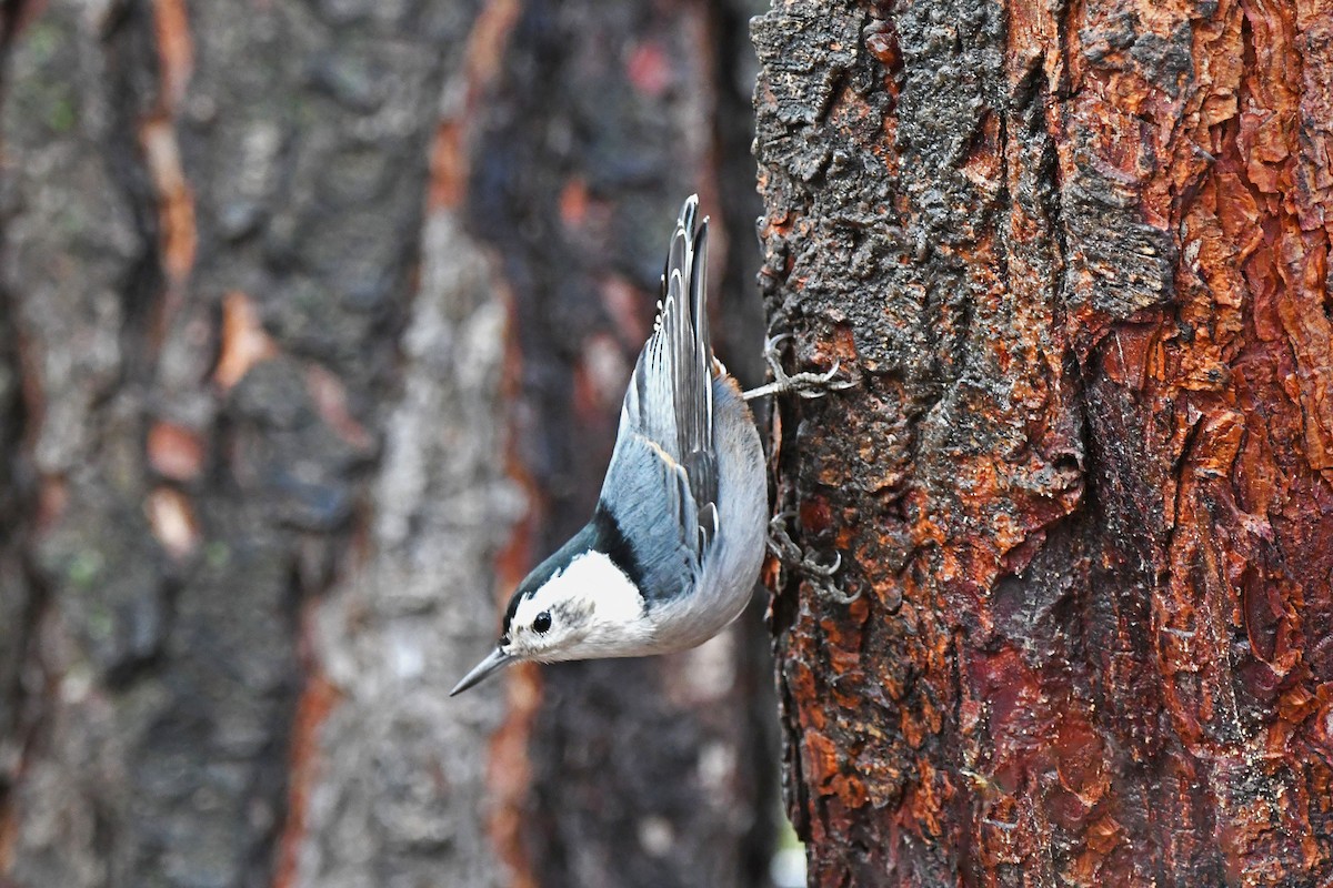 White-breasted Nuthatch - ML614185463