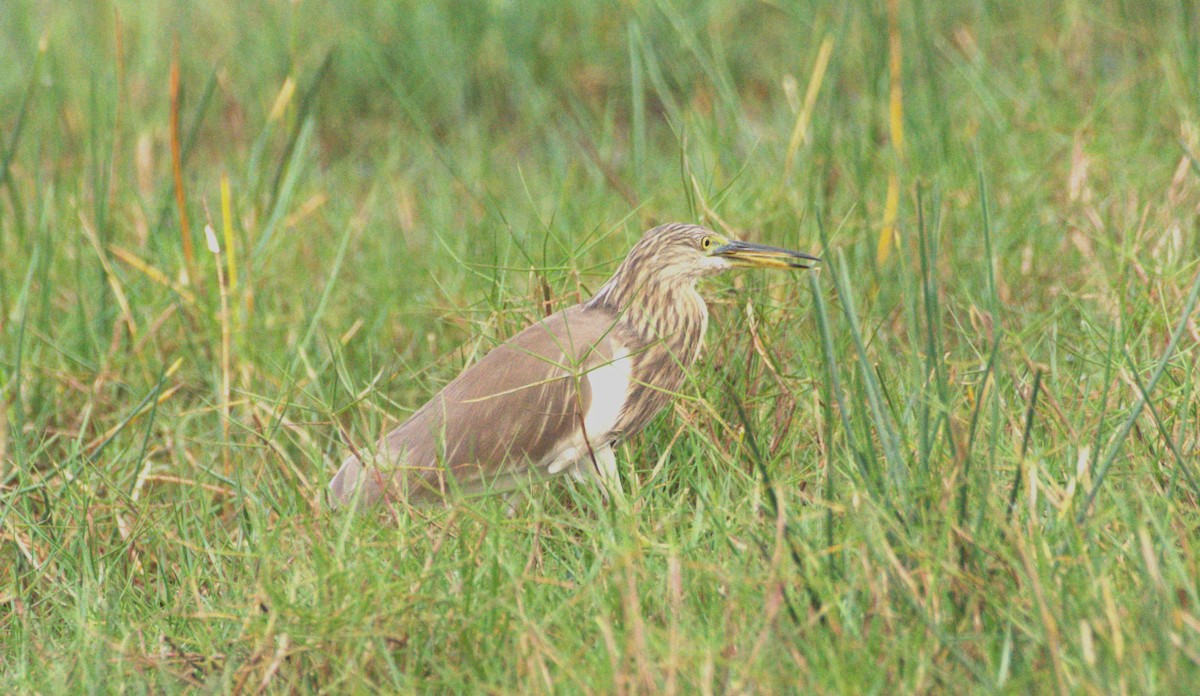 Yellow Bittern - Amar Narayan