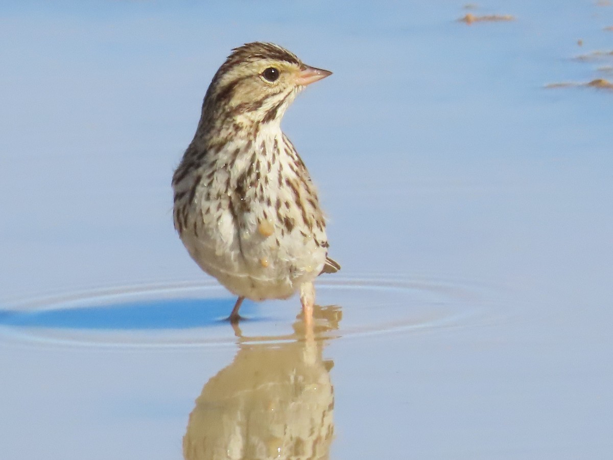 Savannah Sparrow - Carol Comeau