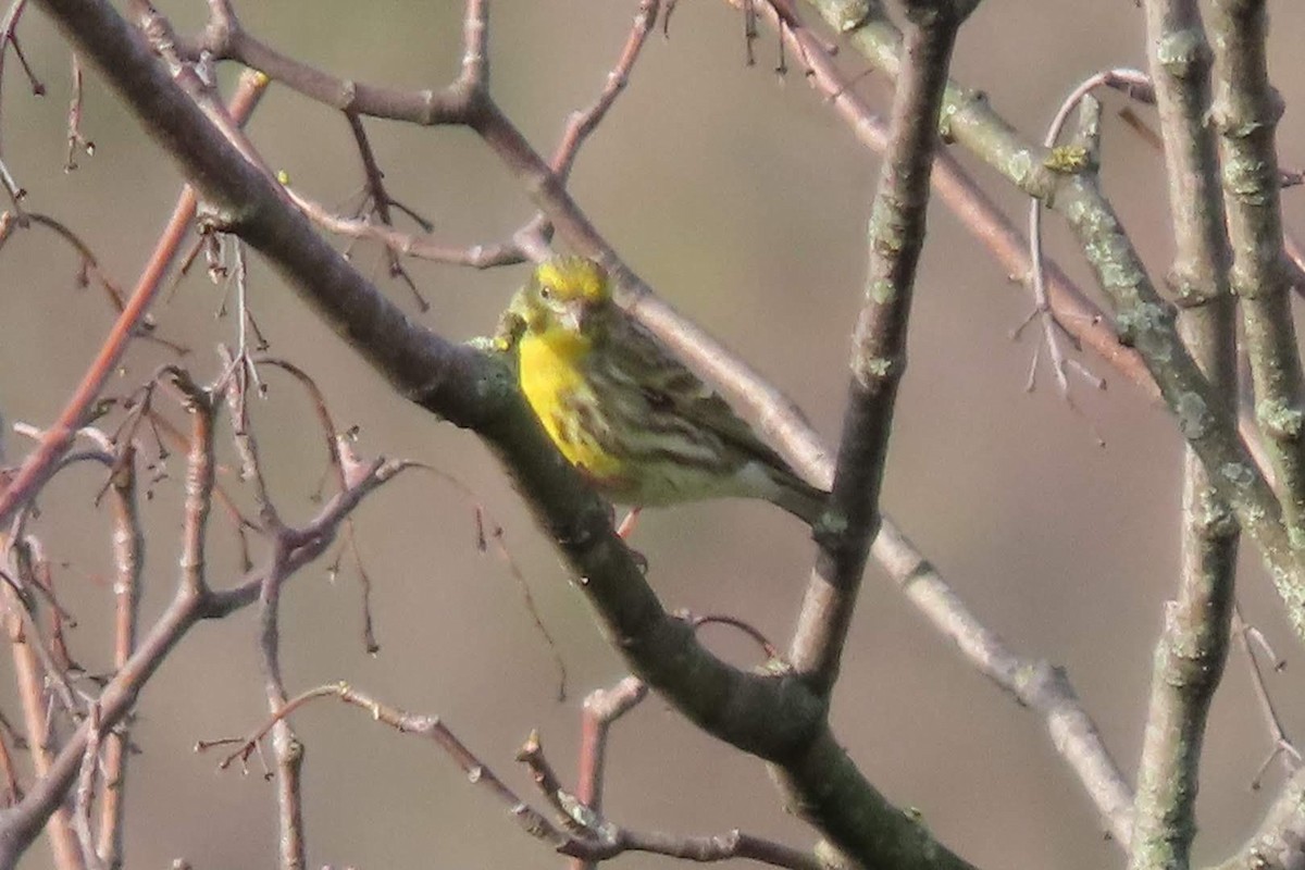 European Serin - ML614185488